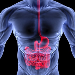 digestion north to south